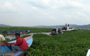 Menjamurnya Eceng Gondok di Waduk Jatiluhur Jadi Teror Menakutkan Bagi Petani Ikan