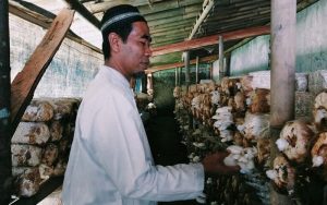 H Uduy, Sukses Budidaya Jamur Tiram di Lahan Sekitar Rumah di Plered