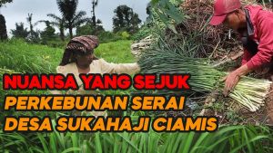 Video: Nuansa Sejuk dan Nyaman di Perkebunan Serai Desa Sukahaji Ciamis