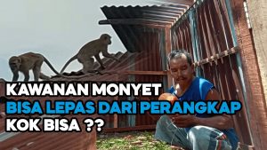 Video: Monyet Liar Pun Bisa Kabur Dari Perangkap Warga di Tebing Tinggi