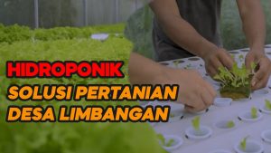 Video: Hidroponik, Solusi Pertanian Desa Limbangan Cianjur Ditengah Minimnya Lahan