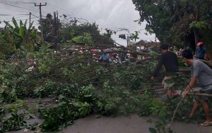 Hujan Deras Disertai Angin Kencang Menyebabkan Pohon Besar Tumbang di Sukatani
