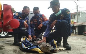 Warga Heboh! Seekor Buaya Berkeliaran di Komplek Pesantren Adh Dhuha Babakancikao