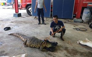 DPKPB Purwakarta Evakuasi Seekor Buaya Peliharaan Warga Sepanjang 2,5 Meter