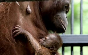 Balai Konservasi Jawa Barat Evakuasi 52 Ekor Dari Berbagai Jenis Hewan Dilindungi