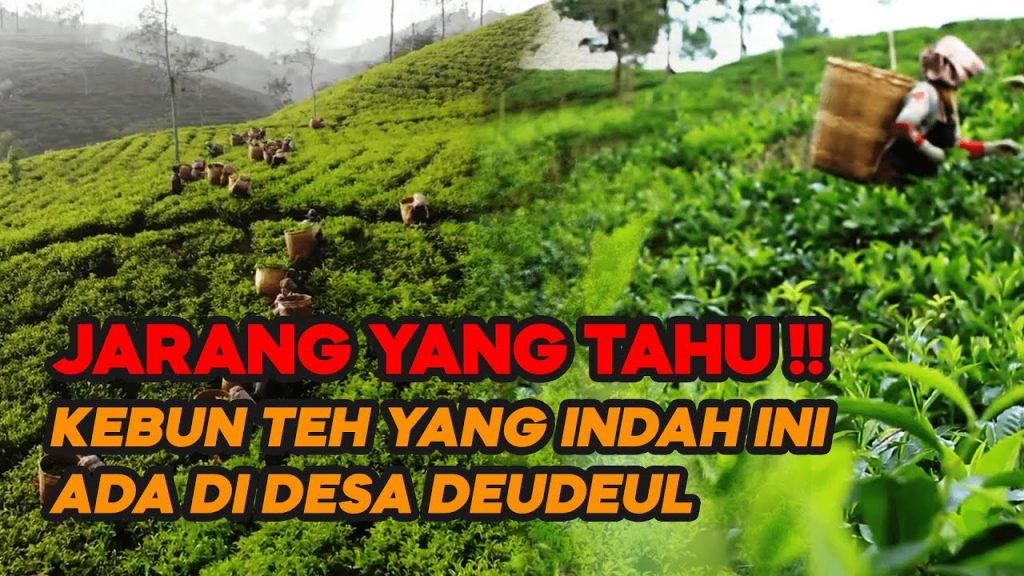 Video: Keindahan Kebun Teh Taraju Tasikmalaya, Cocok Untuk Melepas Kepenatan