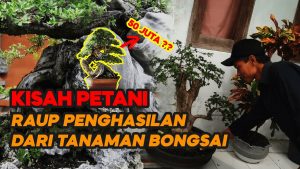 Video: Inspirasi Dari Petani Bonsai Purwakarta yang Bisa Dijadikan Sumber Cuan