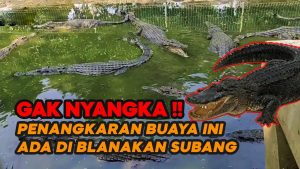 Video: Mengunjungi Destinasi Wisata Edukasi Penangkaran Buaya di Blanakan Subang