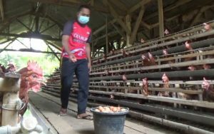 Permintaan Pasar Tinggi, Peternak Ayam Petelur di Purwakarta Kini Mulai Bergairah