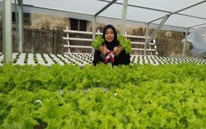 Komunitas Hidroponik Purwakarta Berbagi Tips Menanam Sayuran Hidroponik Bagi Pemula
