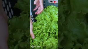 Dari Pedagang Sayur Keliling, Kini Sukses Banting Setir Jadi Petani Hidroponik Purwakarta