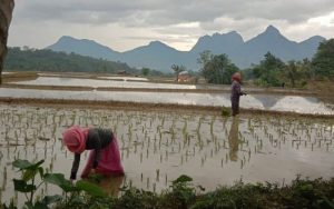 Di Tahun 2021, Panen Seluas 43.286 Hektar Area Sawah di Purwakarta, Melebihi Target?