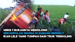 Video: Truk Pengangkut Ikan Lele Terguling, Bukannya Ditolong, Warga Malah Berebut…