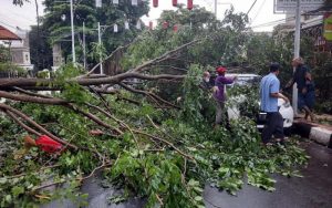 Hujan dan Angin Kencang Menyebabkan Pohon Tumbang di Jalan dr Kusuma Atmaja Purwakarta
