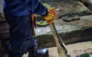 Musim Penghujan, Masyarakat Diminta Waspada Bahaya Ular yang Masuk ke Pemukiman