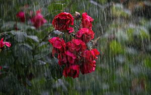 BMKG: Cuaca Purwakarta Hari Ini Akan Turun Hujan Intensitas Ringan Disertai Petir