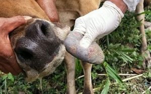 DKPP Jabar: Sebanyak 2.816 Hewan Ternak Terindikasi Penyakit Mulut dan Kuku (PMK)