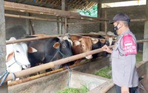 Antisipasi Penyakit Ternak, Kapolres Purwakarta Terjunkan Personel Langsung Ke Lapangan