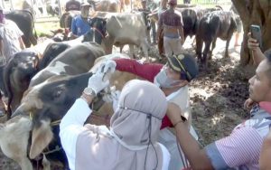 Sedikitnya Delapan Ekor Sapi di Purwakarta Terindikasi Penyakit Mulut dan Kuku (PMK)