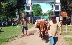 Sebanyak 12 Ekor Sapi di Purwakarta Terinfeksi Penyakit, Kini Dalam Isolasi dan Perawatan