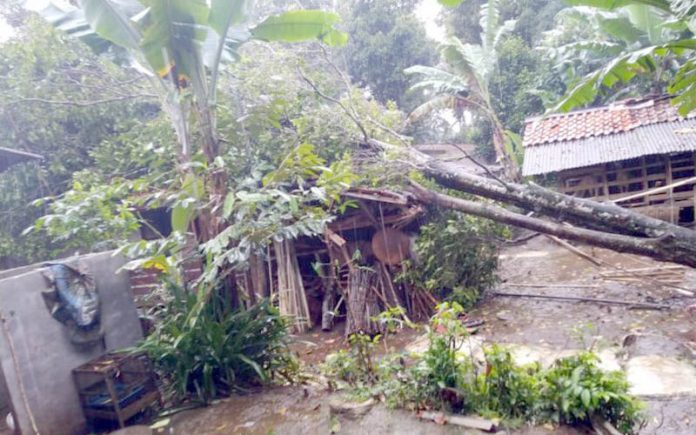 pohon-tumbang