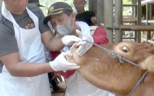 Disnak Purwakarta Tegaskan Penyakit Ternak Tidak Menular, Jadi Tidak Perlu Khawatir