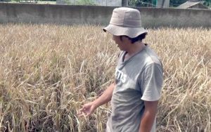 Hama Wereng Hijau Coklat Rusak Tanaman Padi di Area Pesawahan Wilayah Munjuljaya