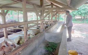 Jelang Idul Adha 1443, Polres Purwakarta Intens Blusukan Pantau Ternak Milik Warga