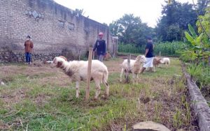 Berkah Idul Adha, Pedagang Hewan Kurban di Purwakarta Ramai Dikunjungi Calon Pembeli