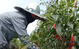 Hama Patek dan Lalat Buah Menyerang Tanaman, Petani di Purwakarta Diminta Waspada