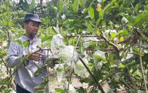 Potensi Cukup Menjanjikan, Petani di Purwakarta Kembangkan Budidaya Jambu Kristal