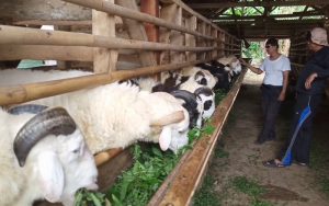 Jelang Idul Adha 1444 H, Peternak Domba di Purwakarta Mulai Kebanjiran Orderan