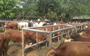 Penjualan Sapi di Purwakarta Meningkat 100 Persen Jelang Idul Adha 1444 Hijriyah