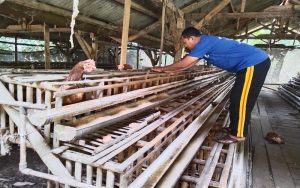Harga Telur Naik, Peternak Ayam Petelur di Purwakarta Malah Merugi, Kenapa?