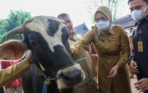 Jelang Idul Adha 1444 H, Pemkab Purwakarta Vaksinasi Ratusan Sapi dan Kerbau