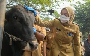 Cegah Antraks Pada Hewan Ternak, Pemkab Purwakarta Intensifkan Vaksinasi