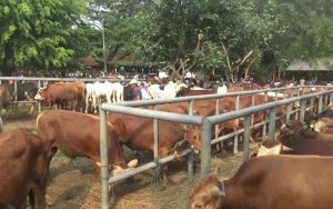 Cegah Penyebaran Antraks, Empat Pasar Hewan di Purwakarta Ditutup Sementara