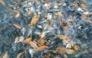 Pemkab Purwakarta Tebar Ratusan Ribu Benih Ikan ke Berbagai Situ