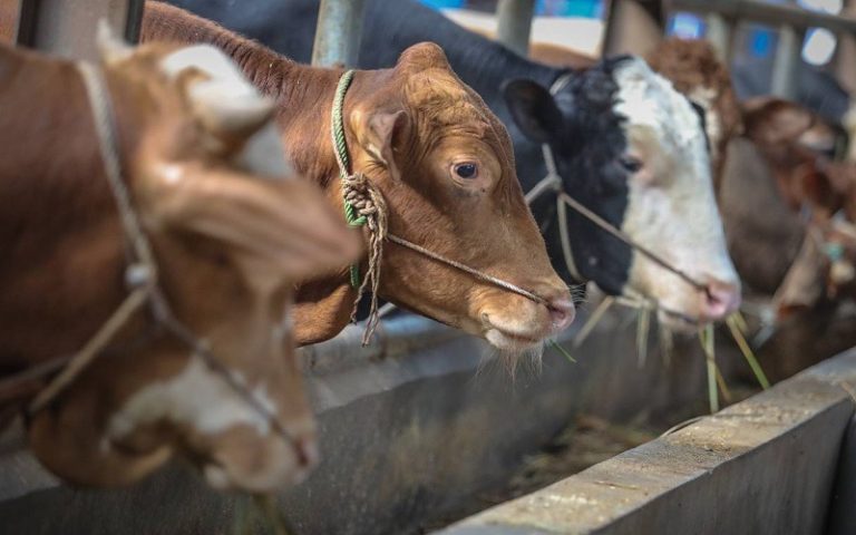 Jelang Idul Adha, Pengawasan Hewan Kurban di Purwakarta Diperketat