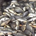 Ikan di waduk Jatiluhur mati