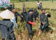 Bupati Purwakarta, Om Zein Turun ke Sawah Panen Raya Bersama Warga di Campaka