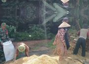 TNI Bersama Petani: Strategi Kodim 0619 Purwakarta Perkuat Ketahanan Pangan Nasional