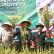Surplus padi di Purwakarta