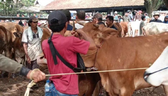 Jelang Idul Adha, Penjualan Sapi di Pasar Ciwareng Naik 75 Persen