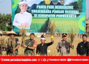 Panen Raya Padi Kelompok Tani Tunas Harapan, Bupati dan Dandim Apresiasi Kerja Keras Petani Purwakarta