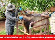Diskanak Purwakarta Lakukan Pengambilan Sampel Darah untuk Uji Penyakit BVD pada Sapi