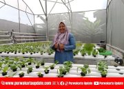 Eni Lestiorini, Pelopor Hidroponik Purwakarta: Dari Keresahan Pestisida hingga Harapan Petani Milenial