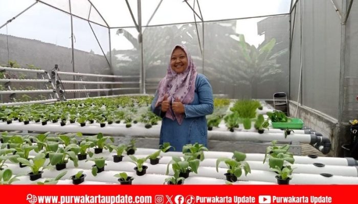 Eni Lestiorini, Pelopor Hidroponik Purwakarta: Dari Keresahan Pestisida hingga Harapan Petani Milenial