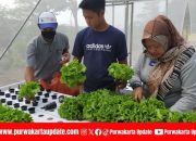 Petani Milenial: Mengubah Lahan Sempit Menjadi Sumber Pangan Produktif