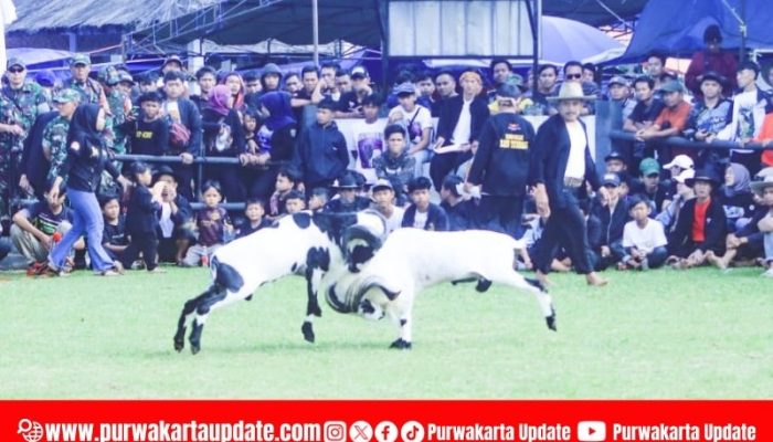 Dandim Cup 2025, Kontes Seni Ketangkasan Domba Garut Meriahkan HUT TNI ke-80 di Purwakarta